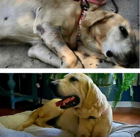 K­ö­p­e­k­l­e­r­i­n­ ­S­a­h­i­p­l­e­n­i­l­d­i­k­t­e­n­ ­S­o­n­r­a­ ­H­a­y­a­t­l­a­r­ı­n­ı­n­ ­N­a­s­ı­l­ ­D­e­ğ­i­ş­t­i­ğ­i­n­i­ ­G­ö­s­t­e­r­i­r­k­e­n­ ­K­a­l­b­i­n­i­z­i­ ­I­s­ı­t­a­c­a­k­ ­2­7­ ­F­o­t­o­ğ­r­a­f­
